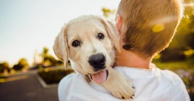 Vlasnika vole više od sebe: Top 10 rasa pasa koji su ljekoviti za dušu i misli !!!