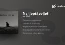 Najljepši cvijet !!!