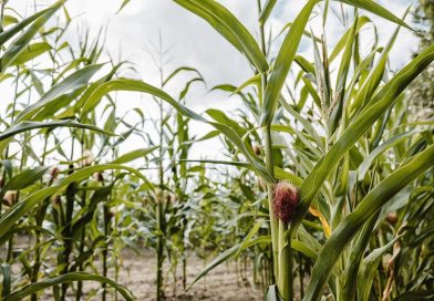 Slovenija ispisala istoriju: Prva robotska sjetva kukuruza u regionu !