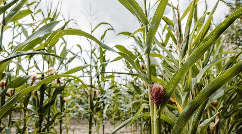 Slovenija ispisala istoriju: Prva robotska sjetva kukuruza u regionu !