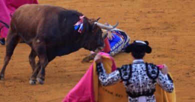 “Kralj matadora” teško povrijeđen tokom koride u Španiji !
