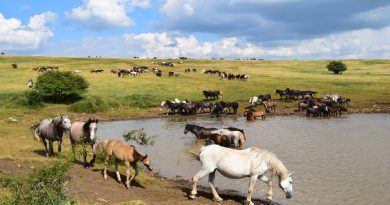 Kako pronaći divlje konje: Pogledajte nestvarne prizore na tri sata od Banjaluke !