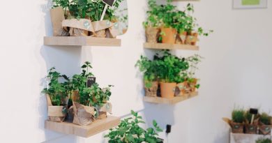 Herbarium – mjesto gdje priroda postaje lična priča