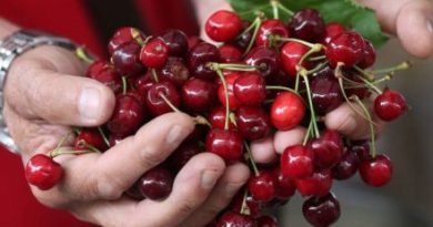 Trešnje stigle na banjalučku Tržnicu: Cijena mnoge iznenadila !
