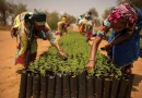 Afrika gradi zeleni zid dug 8.000 km: Stvoriće 10 miliona radnih mjesta !