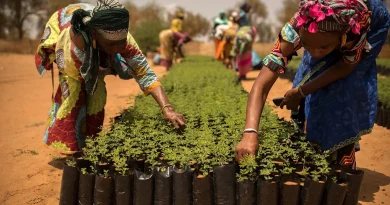 Afrika gradi zeleni zid dug 8.000 km: Stvoriće 10 miliona radnih mjesta !