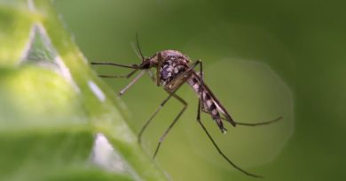 Virus Zapadnog Nila širi se Evropom: U Grčkoj registrovan 21 slučaj, zaraženi i u Italiji, Španiji, ali i našem regionu