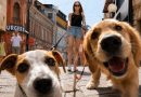 Festival kućnih ljubimaca u Banjaluci: Ljubav prema životinjama ujedinjena u humanom cilju !